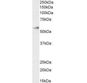 CRF1 Antibody