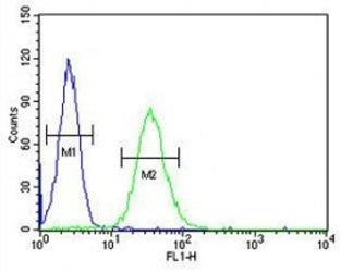 CD80 Antibody