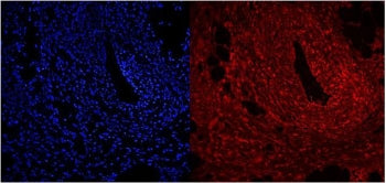 NFIC Antibody /