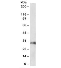 HOXA5 Antibody