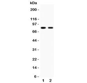 MFN2 Antibody