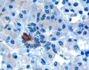 IHC testing of FFPE human pancreas with PAR6 antibody at 10ug/ml. Microwaved antigen retrieval with