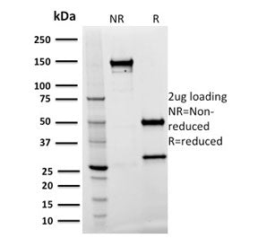 Spastin Antibody