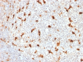 CD68 Antibody