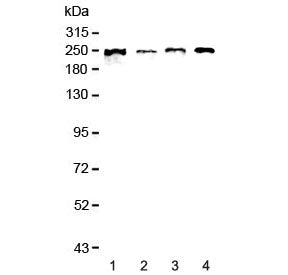 SCRIB Antibody / SCRIBBLE