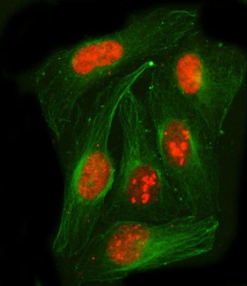 PSPC1 Antibody / Paraspeckle component 1
