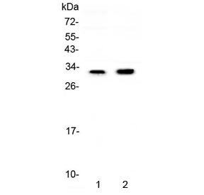 Connexin 32 Antibody / GJB1