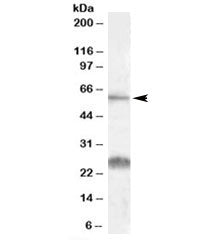 SLC47A1 Antibody