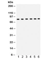 TRPV5 Antibody
