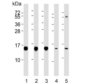 HINT1 Antibody