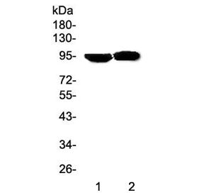 Prolactin Receptor Antibody