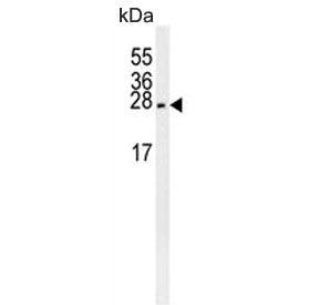 Pro-MCH Antibody / PMCH