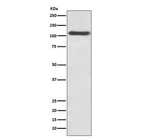 P-Selectin Antibody / SELP / CD62P