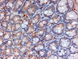 IHC testing of FFPE mouse colon with Apoa4 antibody at 2ug/ml. HIER: steamed with pH6 citrate buffer