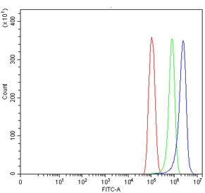 Connexin 26 Antibody / GJB2