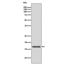 AGR2 Antibody