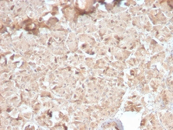 IHC testing of human pancreas with recombinant CELA3B antibody (clone CELA3B/2810R). Required HIER: