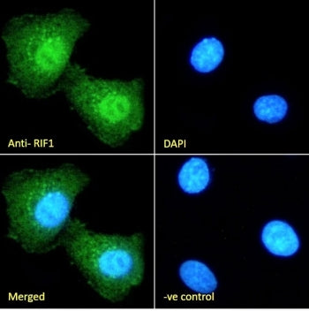 RIF1 Antibody