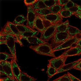 SIRT2 Antibody