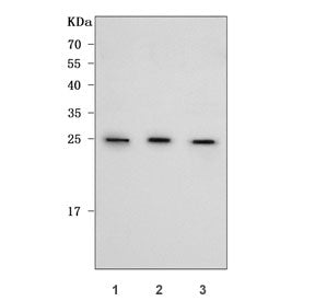 Western blot testing of human 1) HeLa, 2) K562 and 3) RT4 cell lysate with REXO2 antibody. Predicted