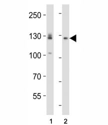 EPHA2 Antibody