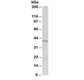 PAX5 Antibody