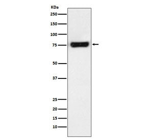 MTA2 Antibody