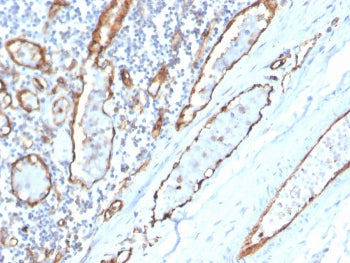 IHC staining of FFPE human tonsil with CD31 antibody (clone PECAM1/3529). HIER: boil tissue sections