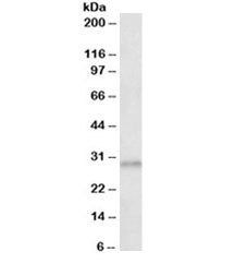 Western blot testing of human cerebral cortex lysate with AES antibody at 0.3ug/ml. Predicted molecu