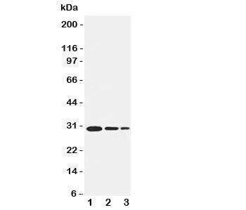 TRAF1 Antibody