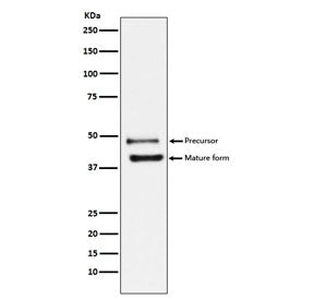 TRAIL R2 Antibody / DR5