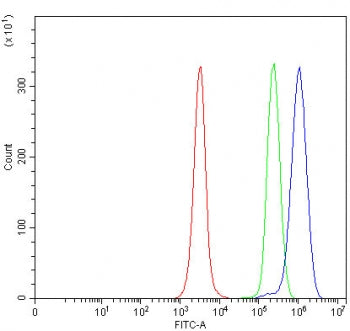 MFSD13A Antibody / TMEM180