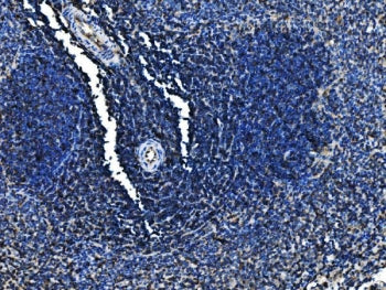 Cd6 Antibody