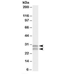 COMT Antibody