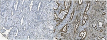 MCM5 Antibody