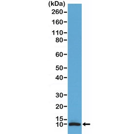 Western blot testing of human brain tissue lysate with recombinant S100B antibody at 1:100 dilution.