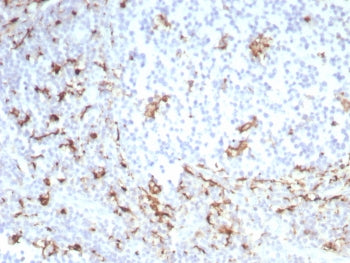 CD163 Antibody