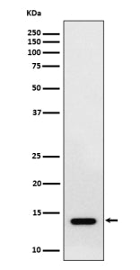 Western blot analysis of RNF7 expression in human HepG2 cell lysate. Predicted molecular weight ~13