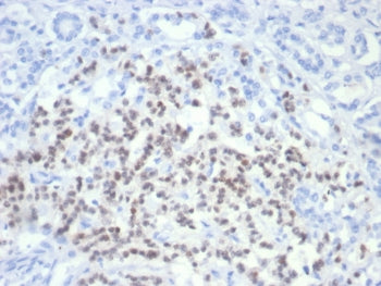 PAX6 Antibody