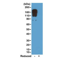 Mouse IgG2c Antibody