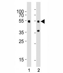 Smad3 Antibody
