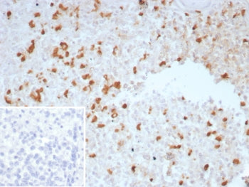 IHC staining of FFPE human spleen tissue with TGFB antibody (clone TGFB/7230). Inset: PBS used in pl