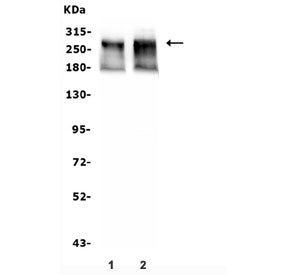 ATRX Antibody / RAD54