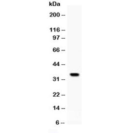 IGFBP5 Antibody