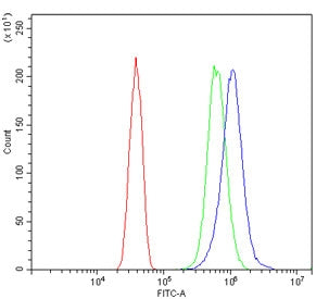 CA1 Antibody / Carbonic Anhydrase I
