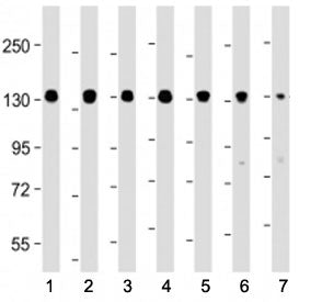 Myosin Phosphatase Antibody / MYPT1 / PPP1R12A