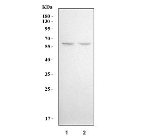 KLF5 Antibody