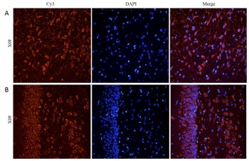 CHRNA7 Antibody
