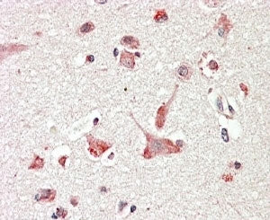 GLP Antibody