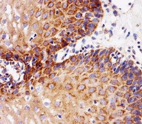 EGF Receptor / EGFR Antibody, 0.08ml